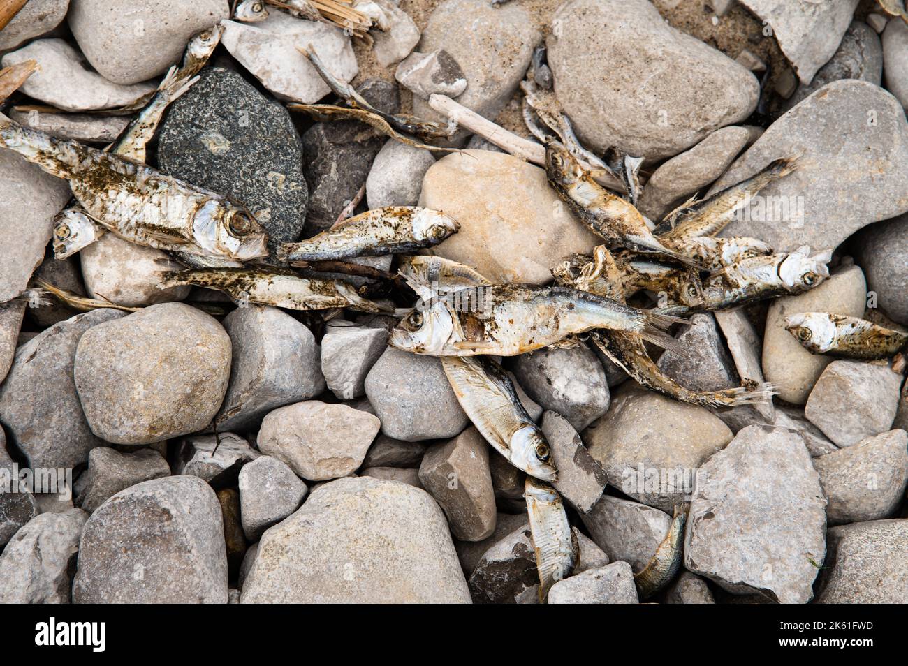 Il pesce morto Alewives si è lavato su sulla costa rocciosa Foto Stock