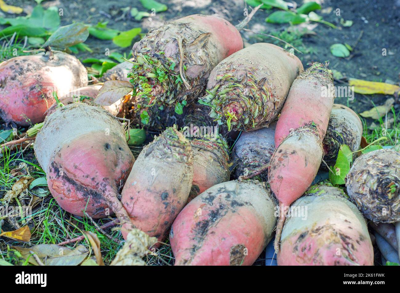 Raccolto di foraggio coltivato su campo. Mucchio di barbabietole da foraggio per l'alimentazione animale. Raccolta di mangel-wurzel. Raccolto di barbabietole da foraggio Foto Stock