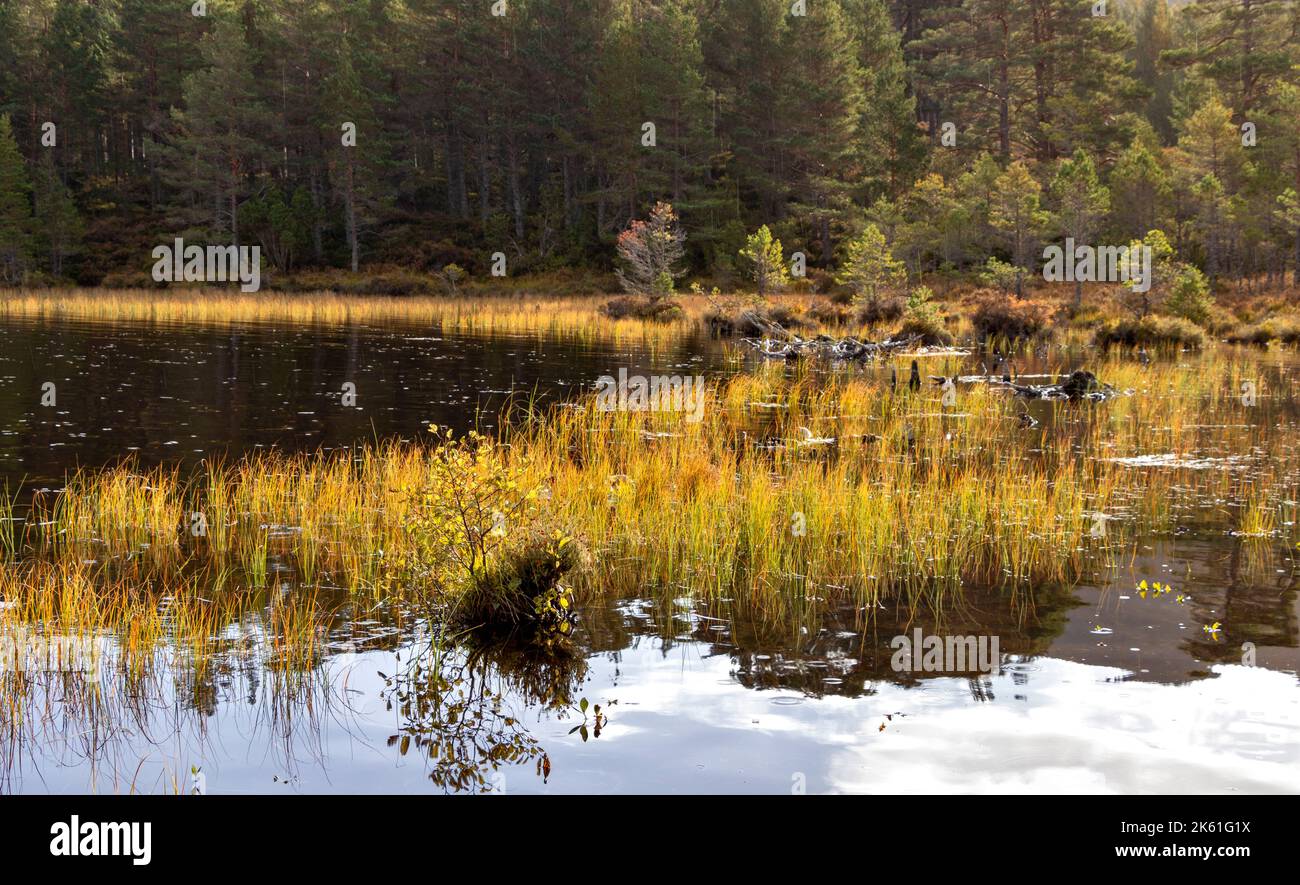 Loch an Eilein Aviemore Scozia erbe e canne nel lago che mostra colori autunnali Foto Stock