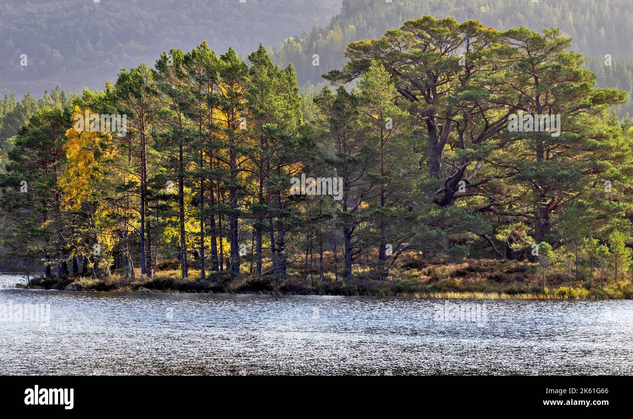 Loch an Eilein Aviemore Scozia Pino scozzese Pinus sylvestris e betula di betulla gialla si affacciano sul Loch in un bel giorno d'autunno Foto Stock
