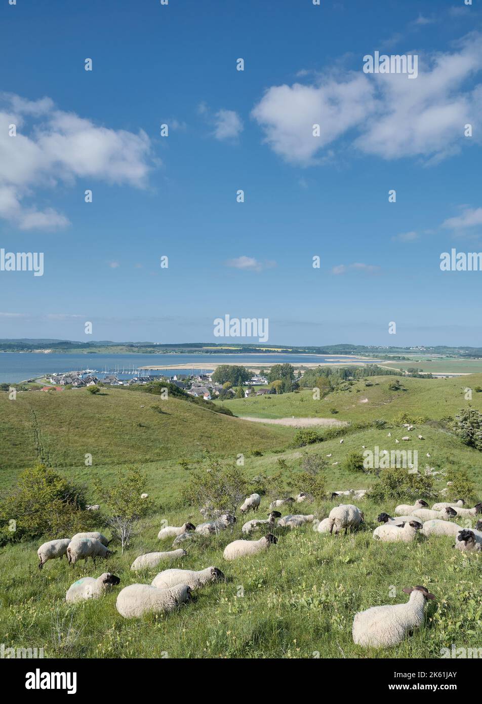 Riserva naturale di Moenchgut con vista sul villaggio di Gager, Ruegen, mar baltico, Meclemburgo-Vorpommern, Germania Foto Stock