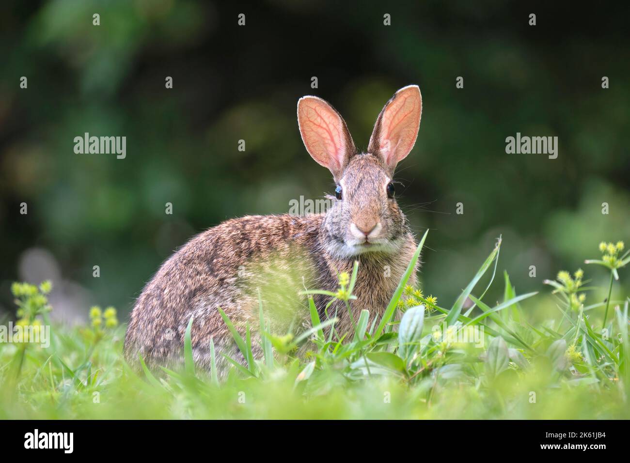 Piccola lepre grigia che mangia erba sul campo estivo. Coniglio selvatico in natura Foto Stock