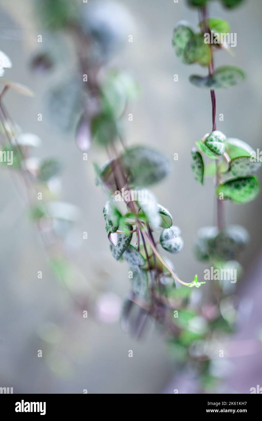 ceropegia woodii Foto Stock