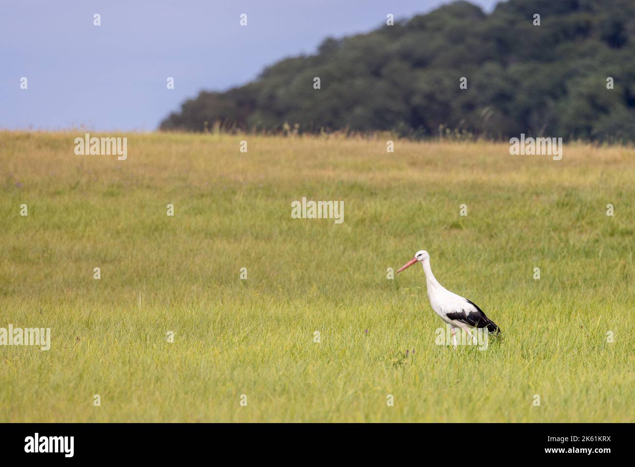 Ciconia-Cigognes dans un pré Francia, Alsazia, été Foto Stock