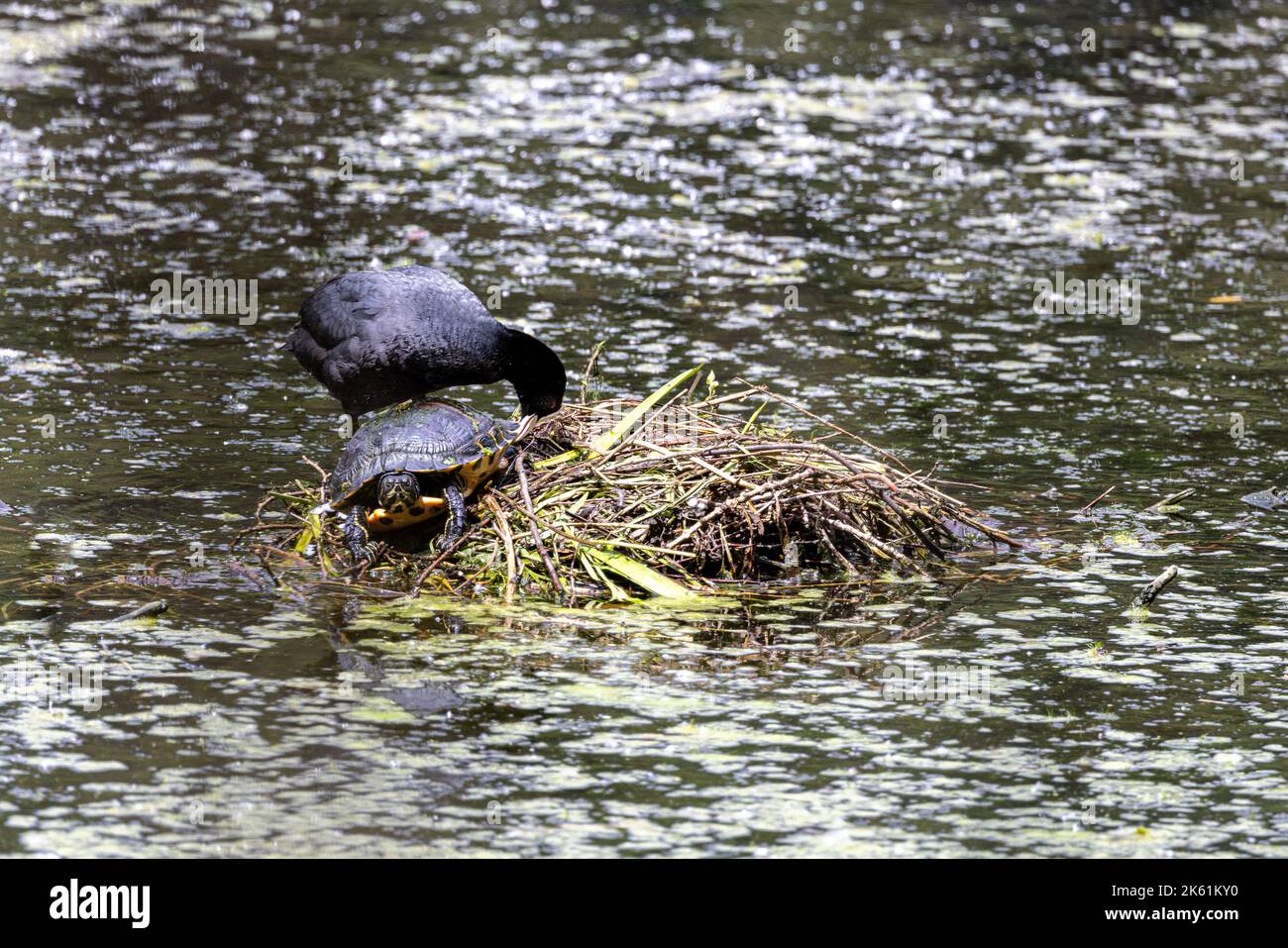 Coot eurasiatico (Fulica ATRA) a caccia di una tartaruga slider dalle orecchie rosse (Trachemys scripta elegans) dal suo nido, Francia, Nord, primavera Foto Stock