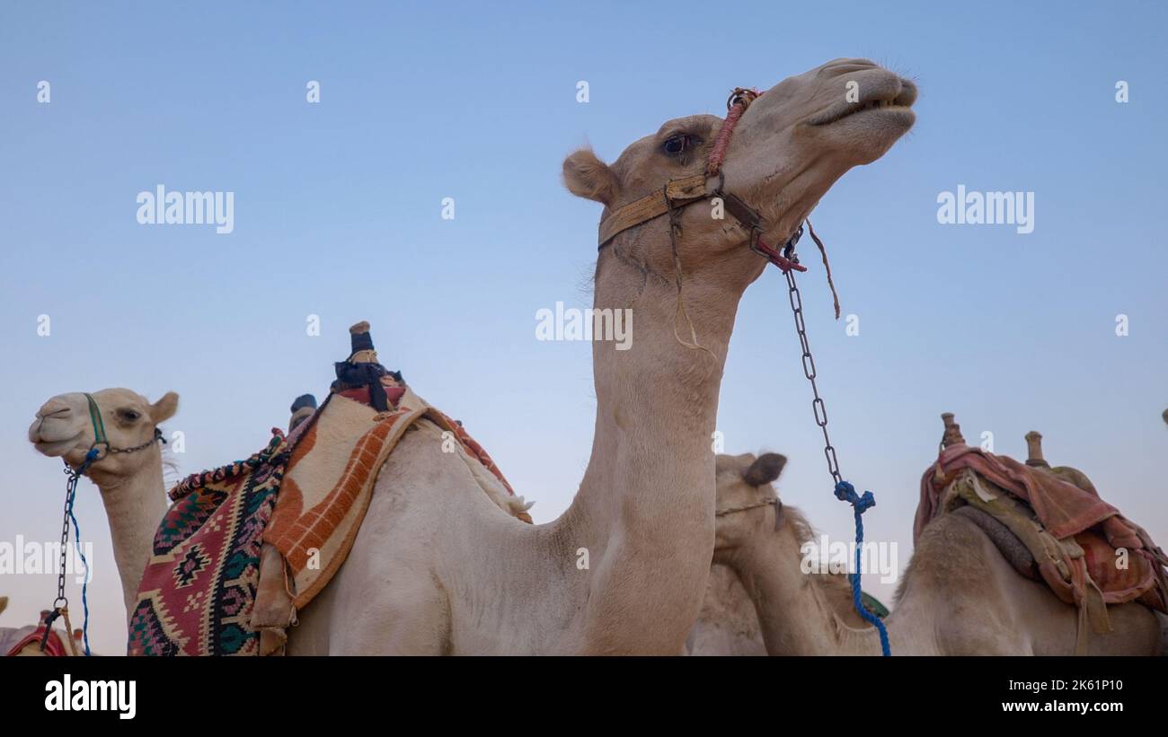 Particolare della testa di cammello nel deserto con espressione divertente Foto Stock