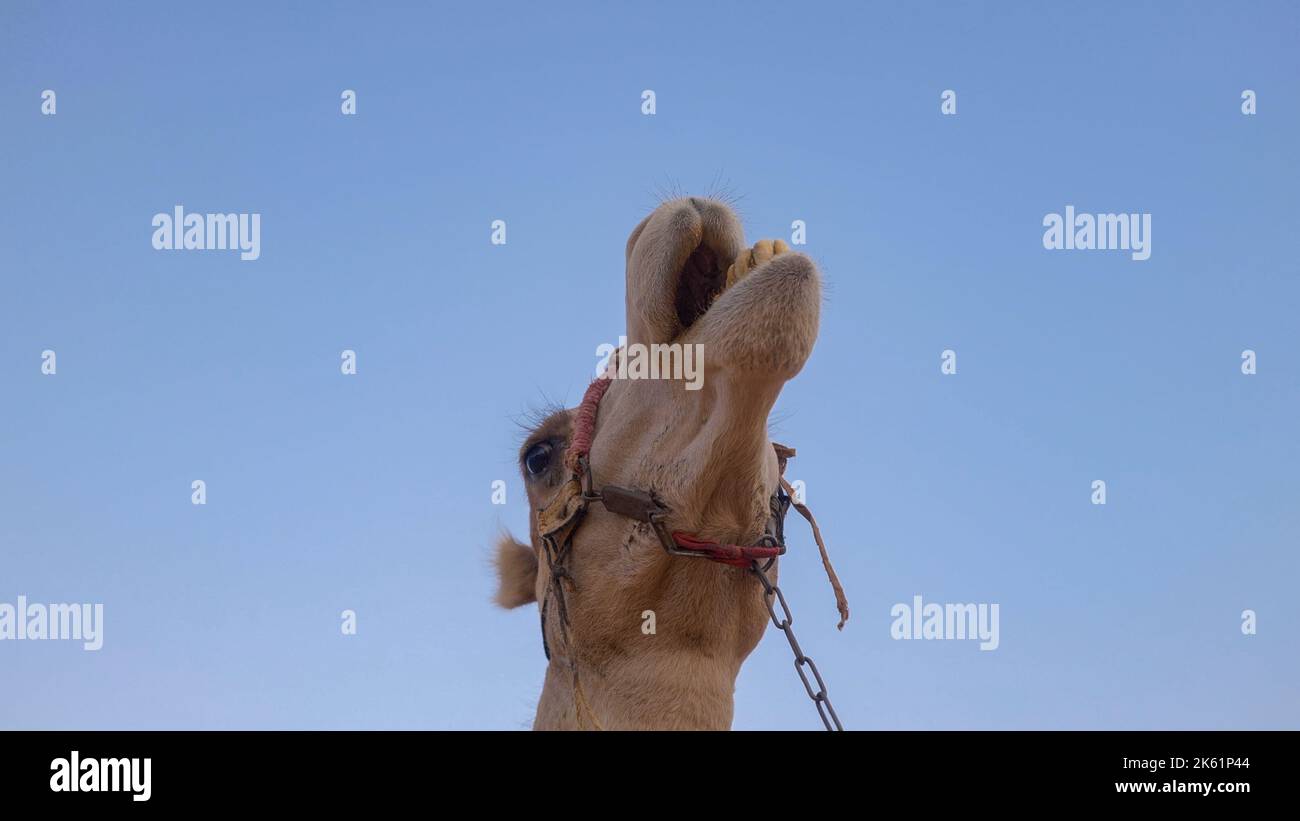Particolare della testa di cammello nel deserto con espressione divertente Foto Stock
