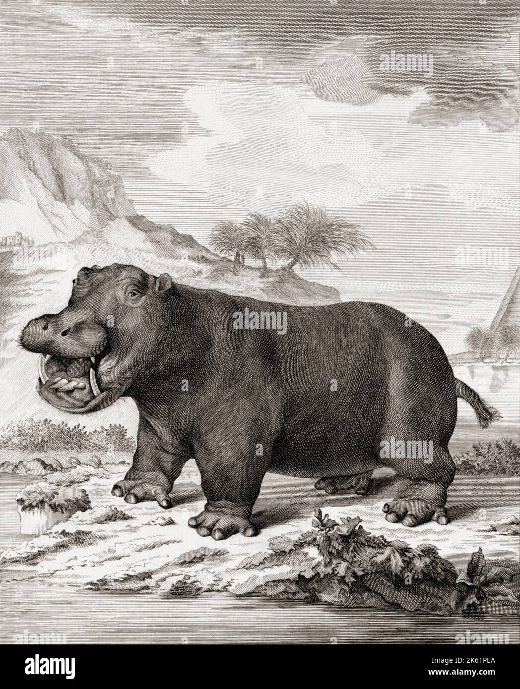 Un ippopotamo (ippopotamo anfibio) dopo una stampa datata 1775 del Barent de Bakker dopo un lavoro di Anthony Andriessen. Foto Stock