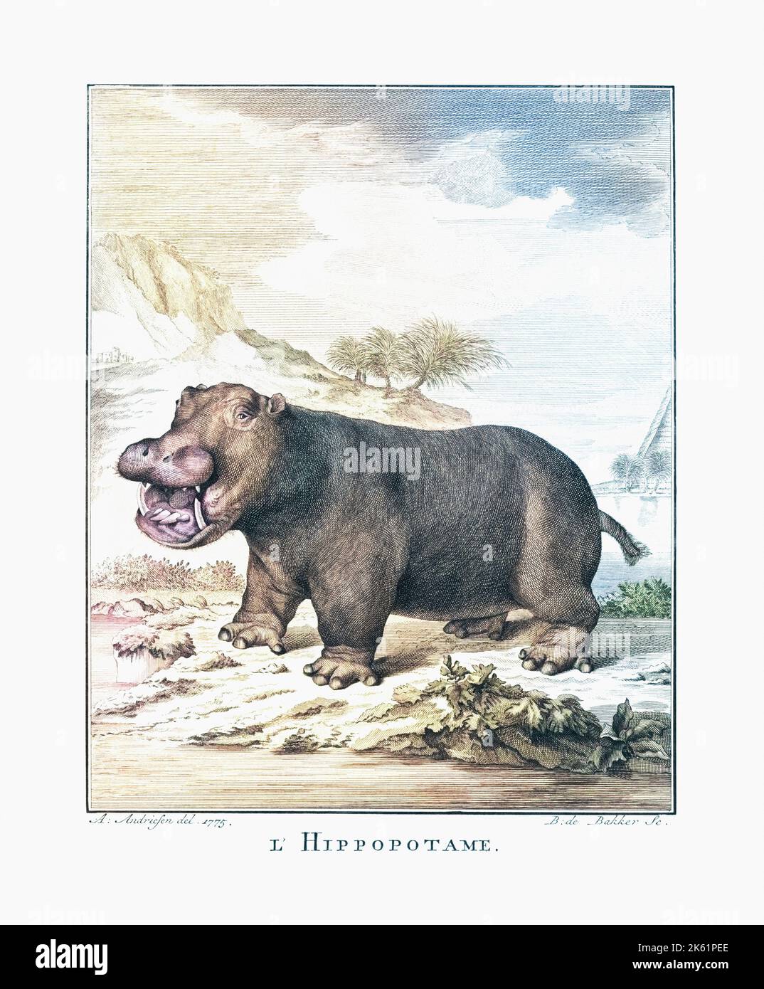 Un ippopotamo (ippopotamo anfibio) dopo una stampa datata 1775 del Barent de Bakker dopo un lavoro di Anthony Andriessen. Successiva colorizzazione. Foto Stock