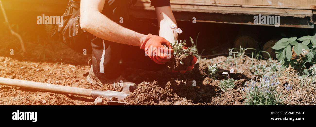 giovane uomo maturo giardiniere e agricoltore 40+ anni con fare le mani in guanti pantaloni margherite fiori selvatici su casa suburbana in villaggio di campagna vicino Foto Stock