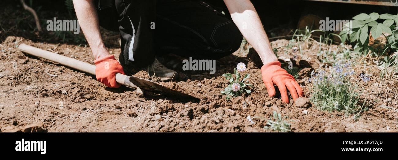 giovane uomo maturo giardiniere e agricoltore 40+ anni con fare le mani in guanti pantaloni margherite fiori selvatici sulla sua casa suburbana in villaggio di campagna Foto Stock