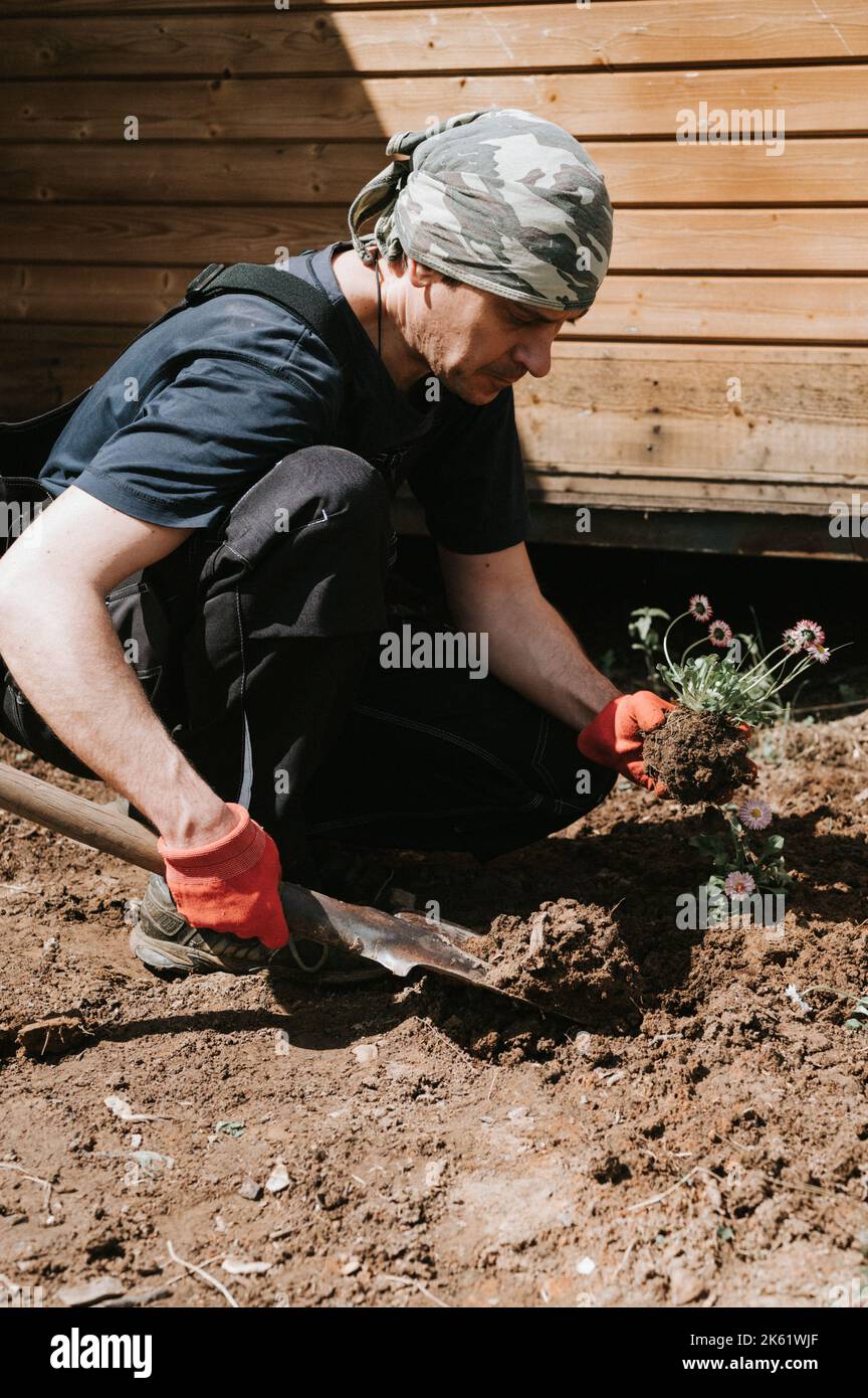 giovane uomo maturo giardiniere e agricoltore 40+ anni con le mani maschili in guanti piante margherite fiori selvatici nella sua casa suburbana in villaggio di campagna Foto Stock