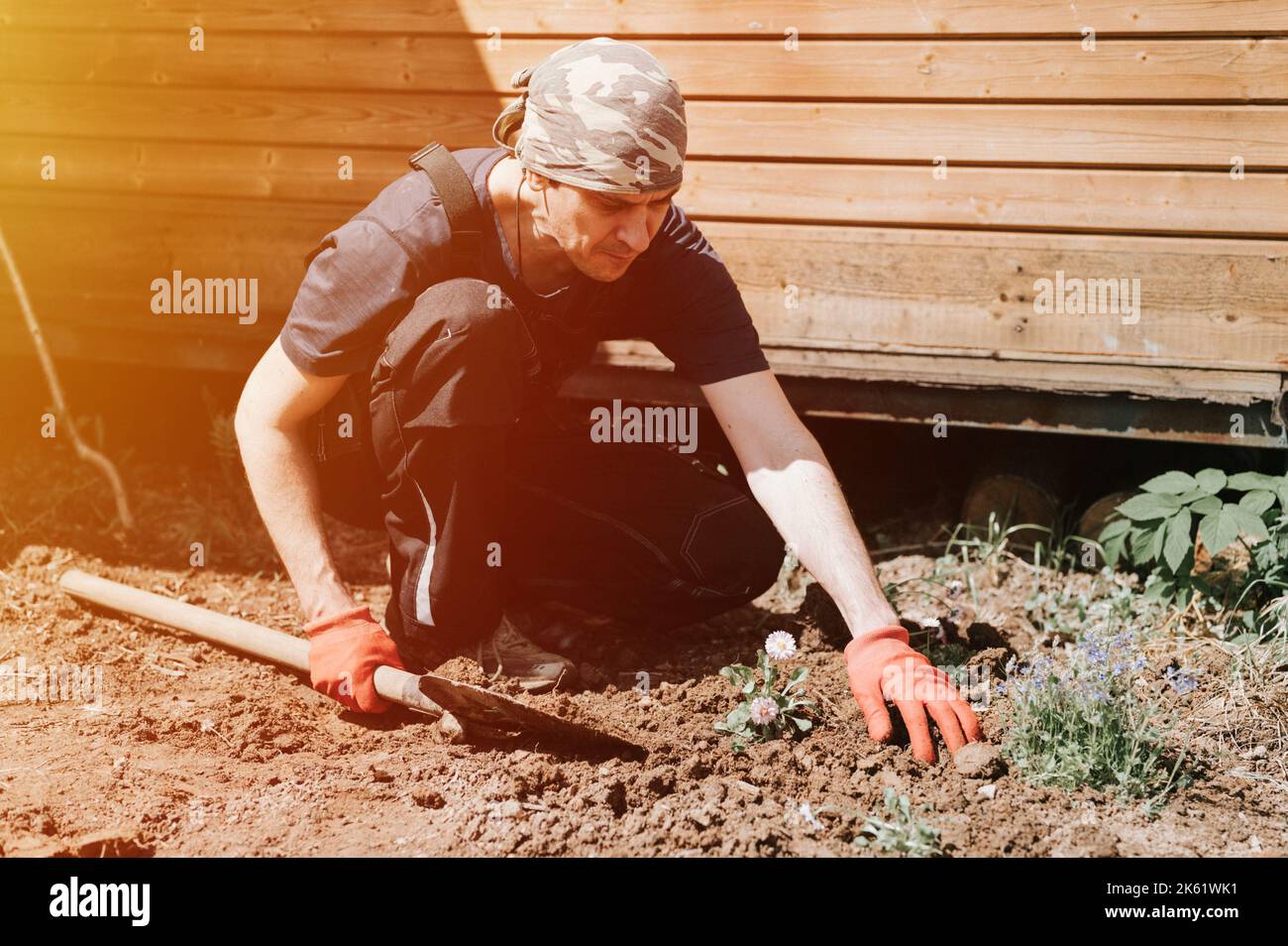 giovane uomo maturo giardiniere e agricoltore 40+ anni con le mani maschili in guanti piante margherite fiori selvatici nella sua casa suburbana in villaggio di campagna Foto Stock