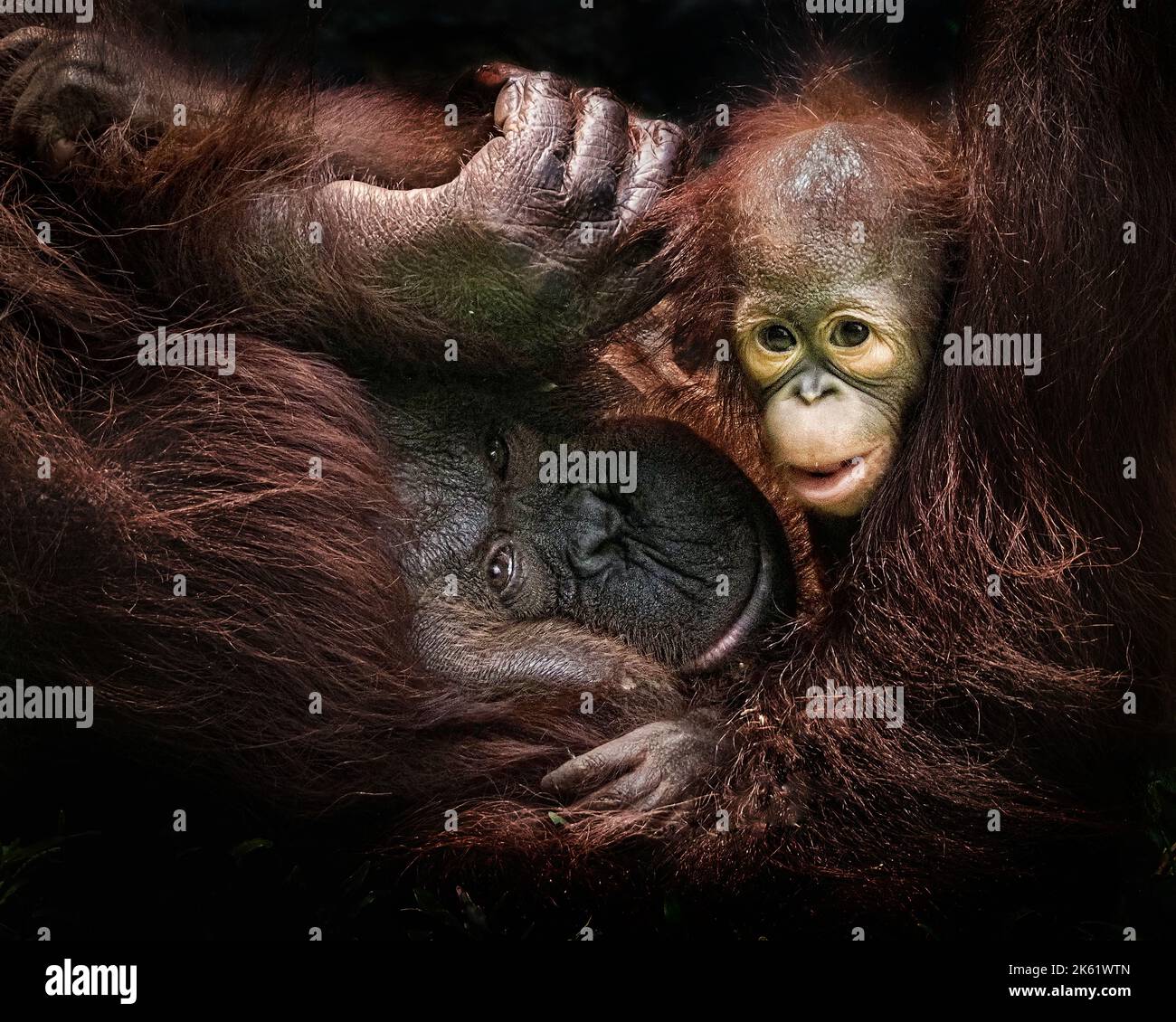 Barney si annida tra le braccia di sua madre. Ragunan Zoo, Jakarta: QUESTE ADORABILI foto mostrano un orangutan bambino aggrappato alla madre per creare il taglio Foto Stock