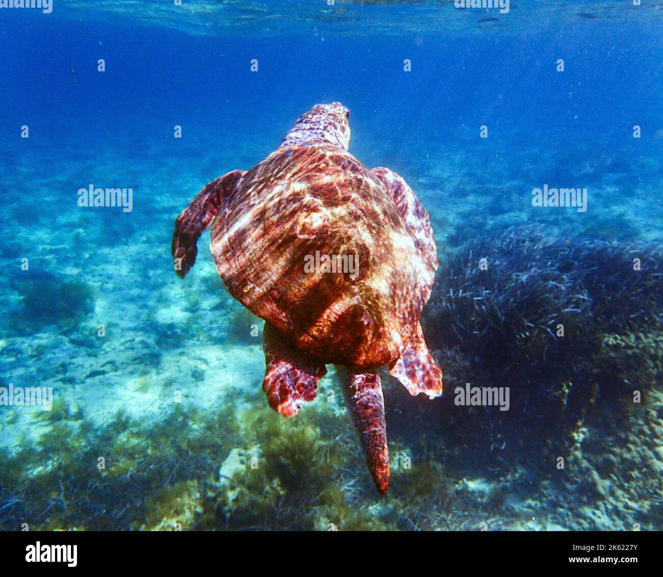 Foto subacquea di una tartaruga di mare di Caretta Caretta Caretta, Mar Mediterraneo, distretto di Paphos, Cipro Foto Stock