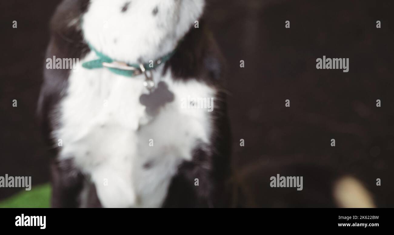 Sezione centrale del cane bianco e nero con colletto per animali seduto a terra, spazio copia. Concetto inalterato, animale, animale e lealtà. Foto Stock