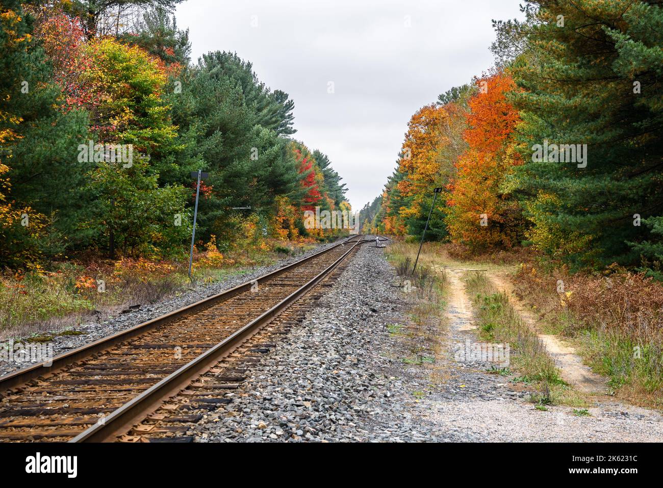 Ferrovia attraverso una foresta in un giorno di caduta nuvoloso. Un interruttore è visibile a distanza. Splendidi colori autunnali. Foto Stock