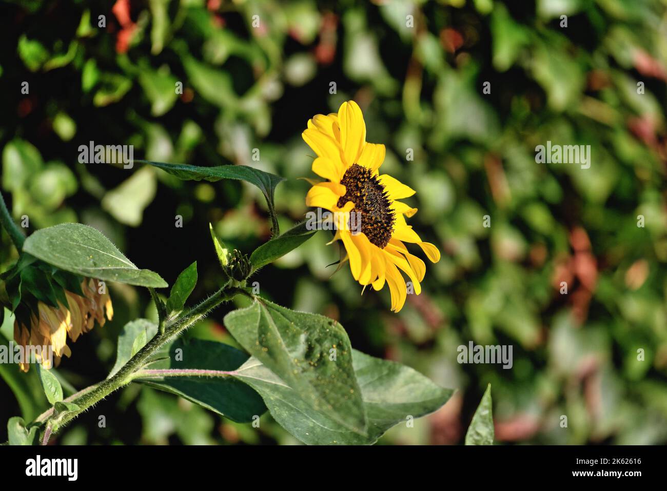 Un unico girasole, Helianthus annus crescere in un giardino su uno sfondo di verde fogliame. Foto Stock