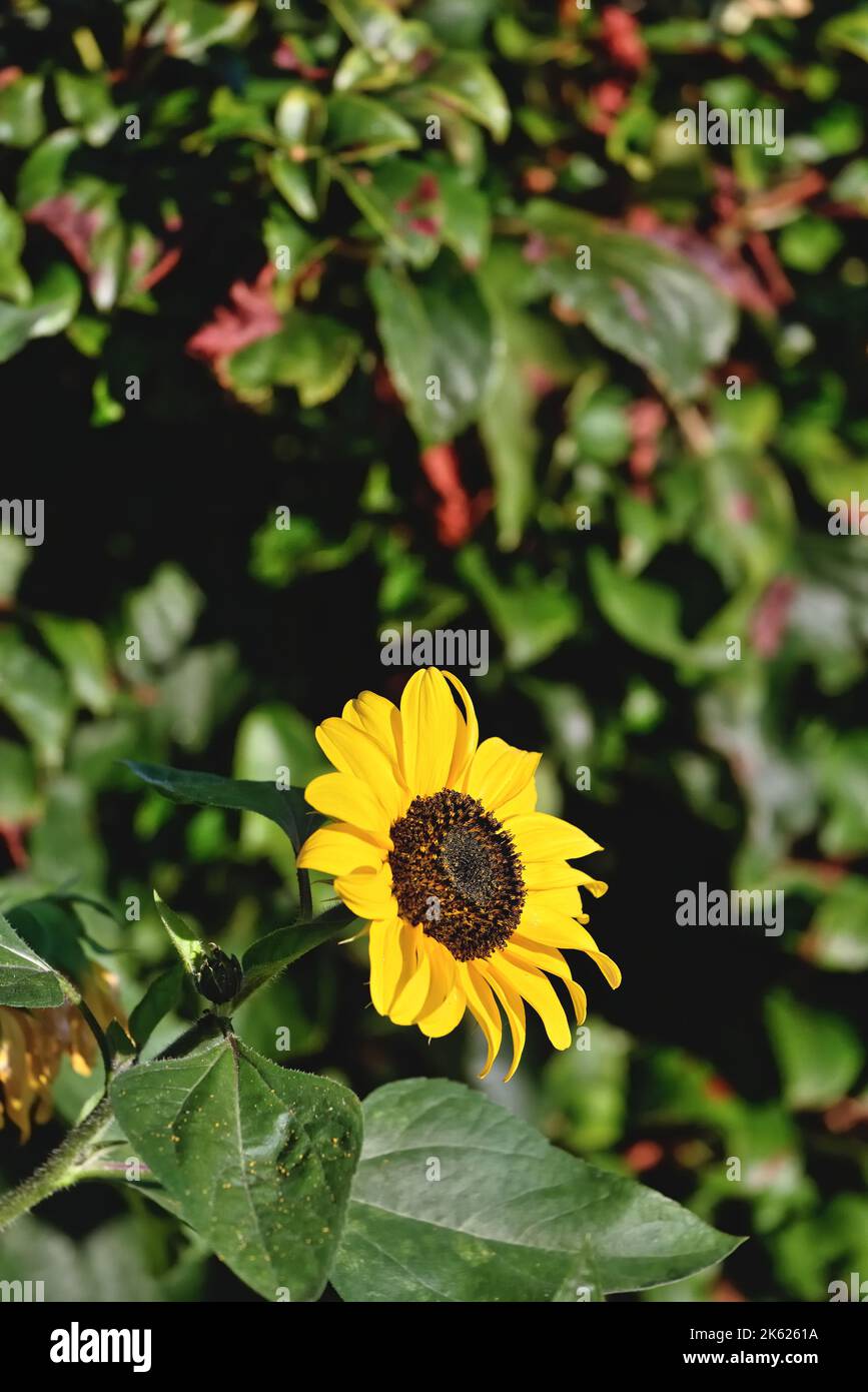 Un unico girasole, Helianthus annus crescere in un giardino su uno sfondo di verde fogliame. Foto Stock