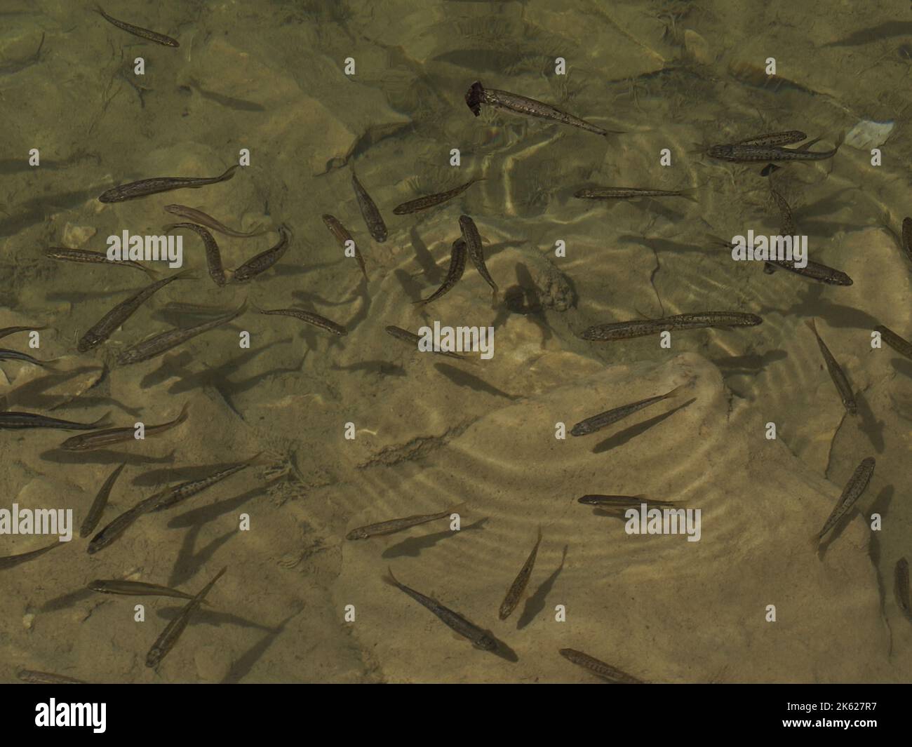 trota in un lago subacqueo primo piano ritratto pesci neonato Foto Stock
