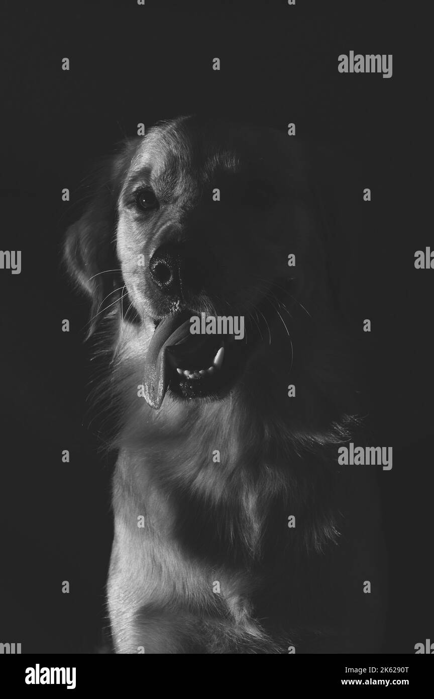Un ritratto verticale in scala di grigi di un cane che sporge dalla lingua Foto Stock