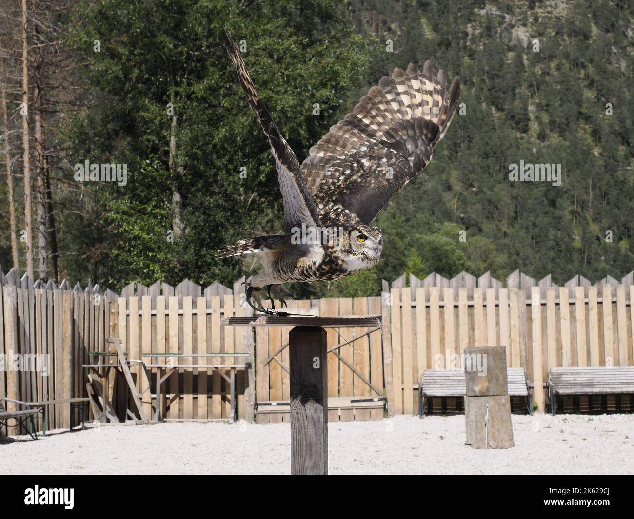 gufo in volo in un campo di falconeria in montagna Foto Stock