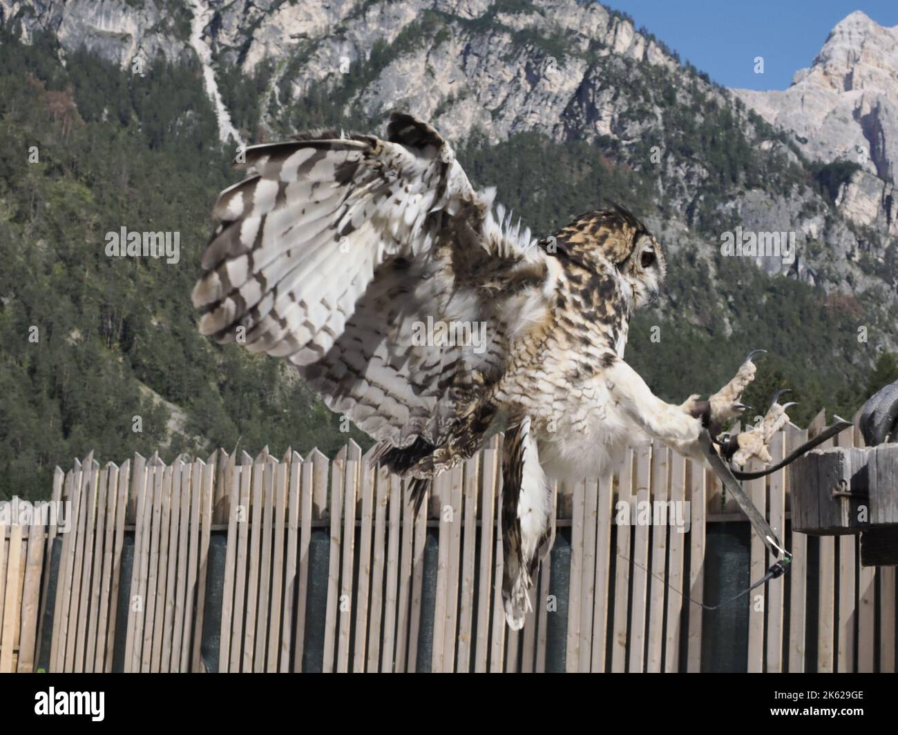 gufo in volo in un campo di falconeria in montagna Foto Stock