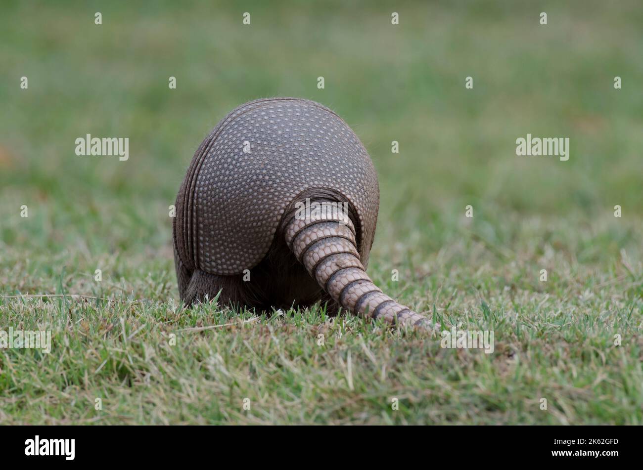 Armadillo a nove bande, Dasypus novemcinctus, back end e coda Foto Stock