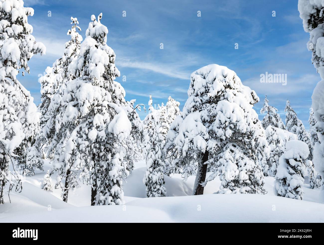 Paesaggio alberato innevato, Lapponia, Finlandia. Foto Stock