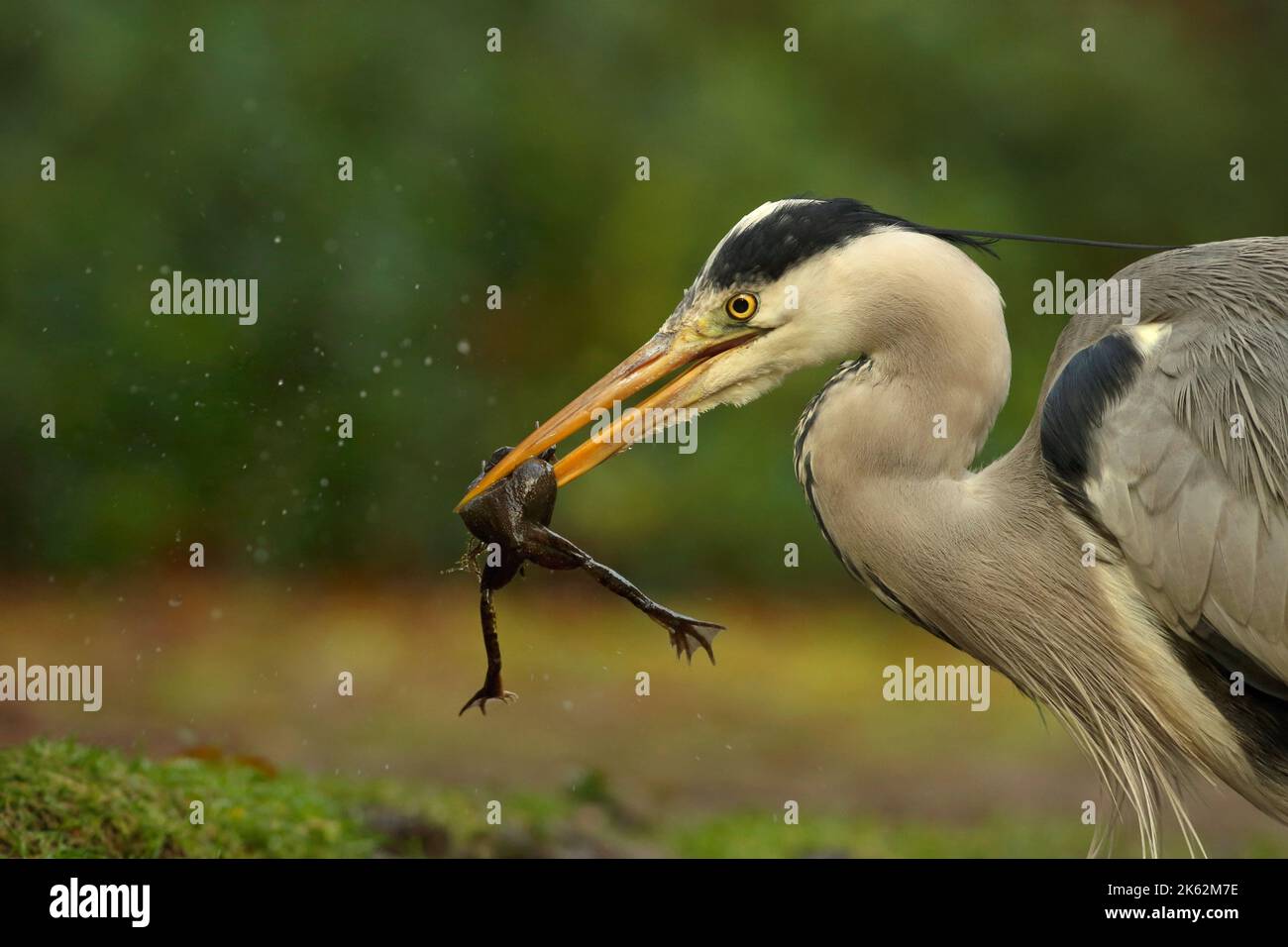 Un airone grigio (Ardea cinerea) catturò una rana che ibernava nel fango durante l'inverno. Foto Stock