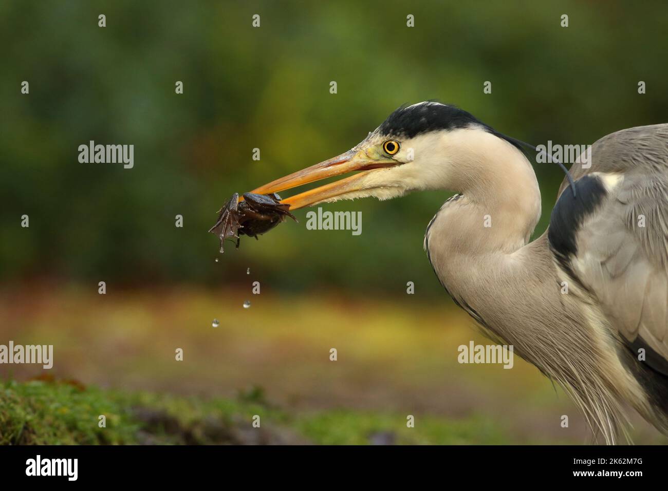 Un airone grigio (Ardea cinerea) catturò una rana che ibernava nel fango durante l'inverno. Foto Stock