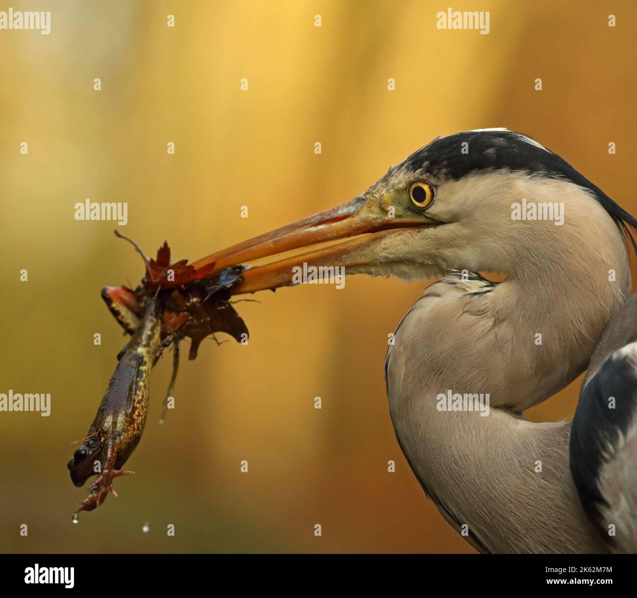 Un airone grigio (Ardea cinerea) catturò una rana che ibernava nel fango durante l'inverno. Foto Stock