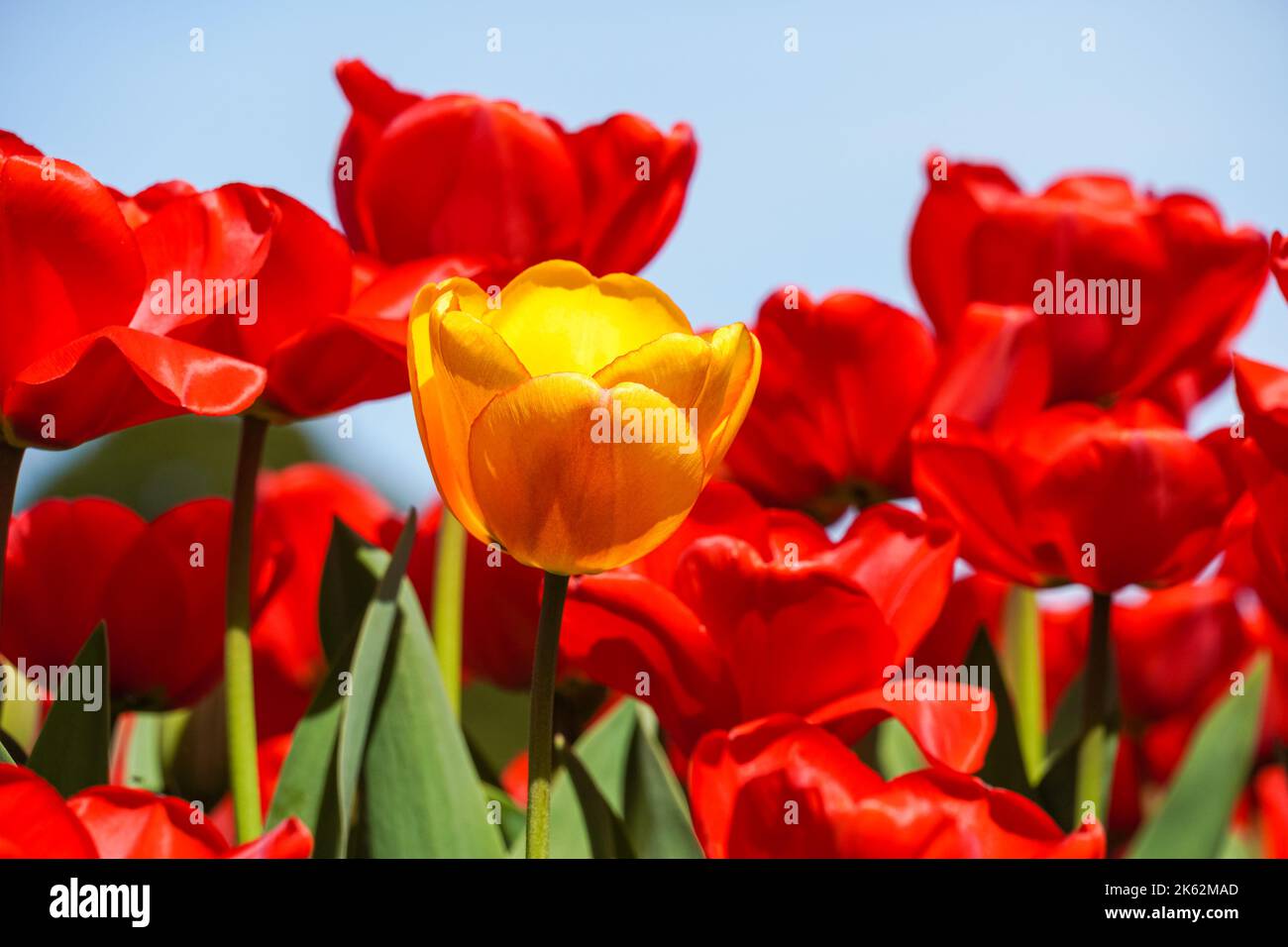 Tulipani rossi in fiore con un tulipano giallo in primo piano Foto Stock