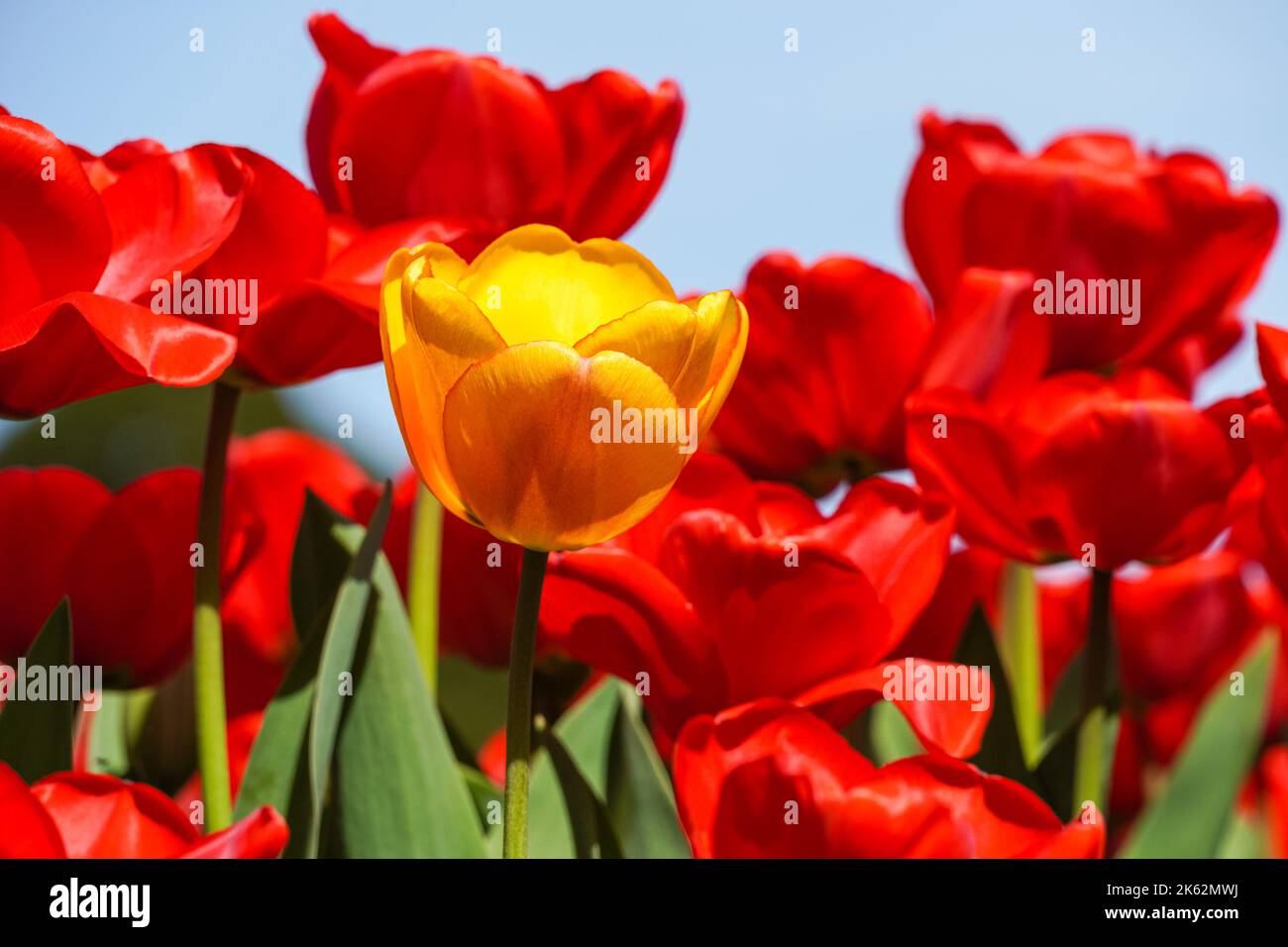 Tulipani rossi in fiore con un tulipano giallo in primo piano Foto Stock