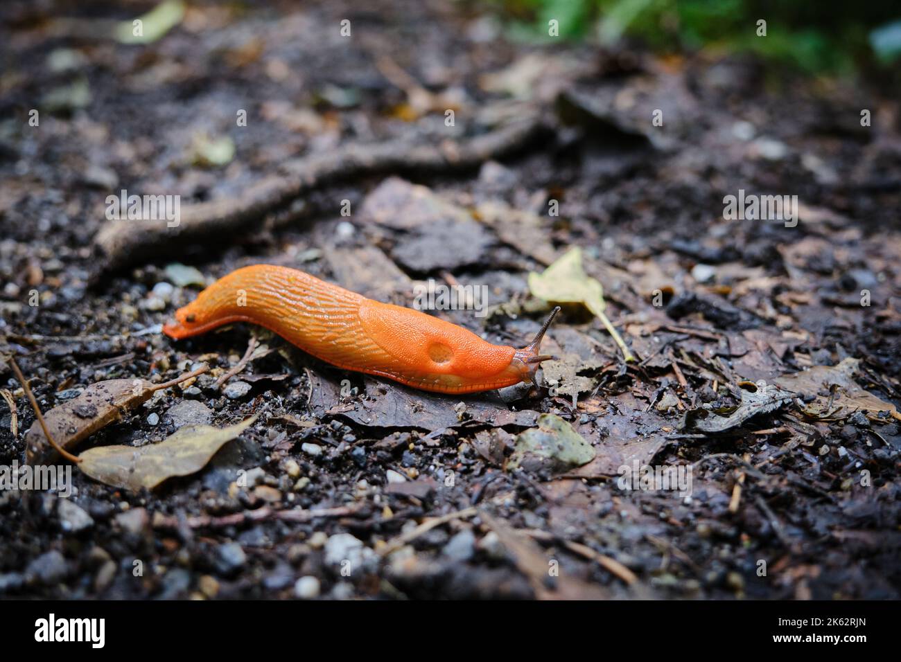 Primo piano della slug rosso, Arion rufus. Conosciuto anche come grande slug rosso, arion cioccolato e slug rosso europeo. Paesi Bassi, Limburgo, agosto 2021 Foto Stock