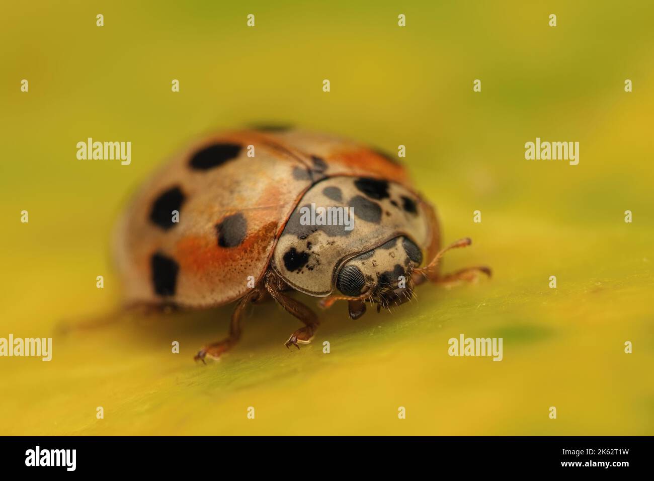 10-spot Ladybird (Adalia decempunctata) a riposo sulla foglia di edera. Tipperary, Irlanda. Foto Stock