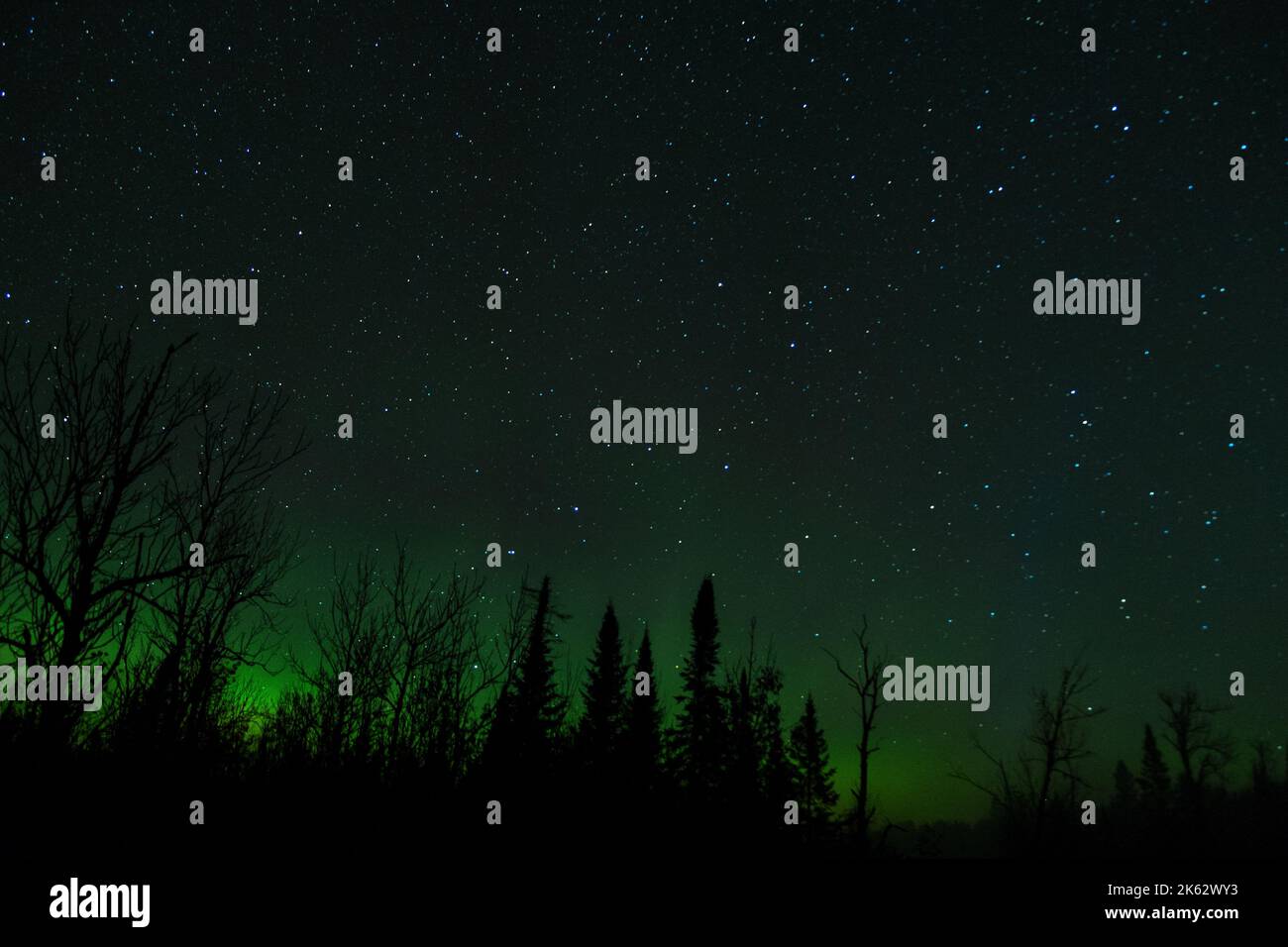 Finland state Forest, North Minnesota, USA, aurora borealis verde, luci del nord contro il cielo stellato notte Foto Stock