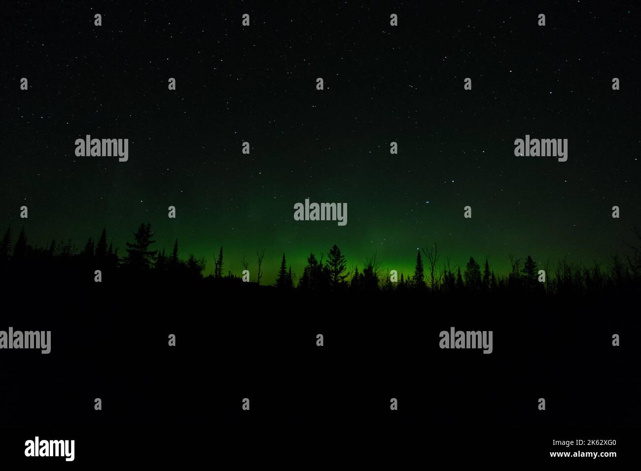 Finland state Forest, North Minnesota, USA, aurora borealis verde, luci del nord contro il cielo stellato notte Foto Stock