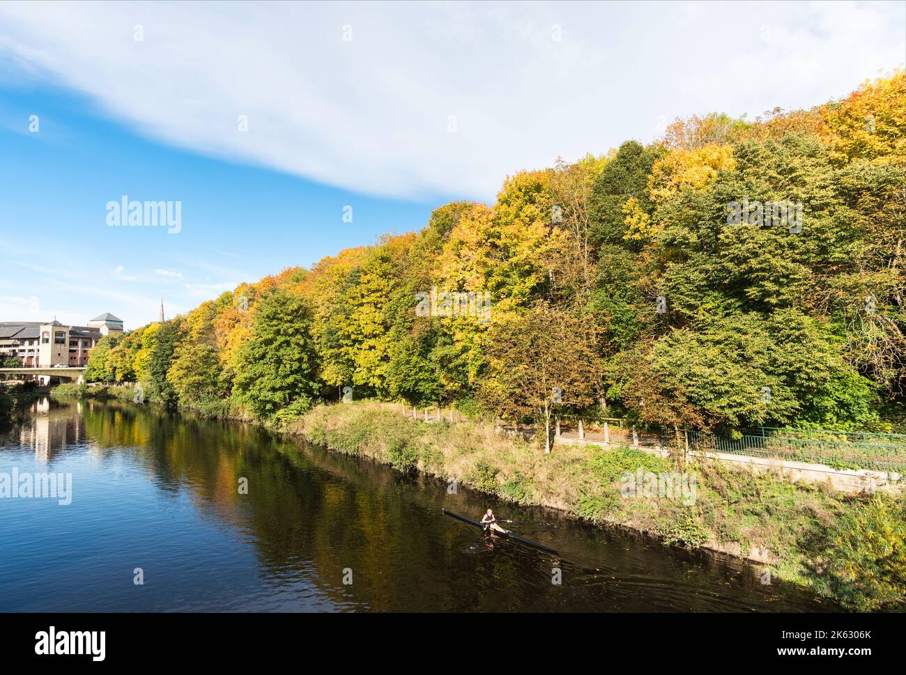 Una donna fa una fila di barche da corsa o una conchiglia oltre una fila di alberi autunnali lungo il fiume indossare a Durham City, Inghilterra, Regno Unito Foto Stock