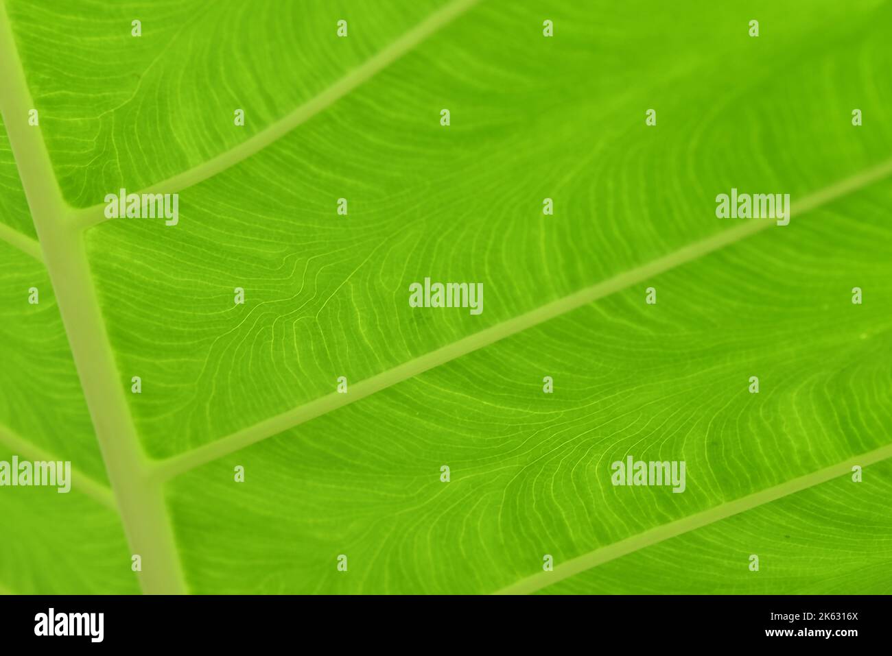 Foglia verde di Colocasia con belle vene, l'orecchio dell'elefante. Foto Stock