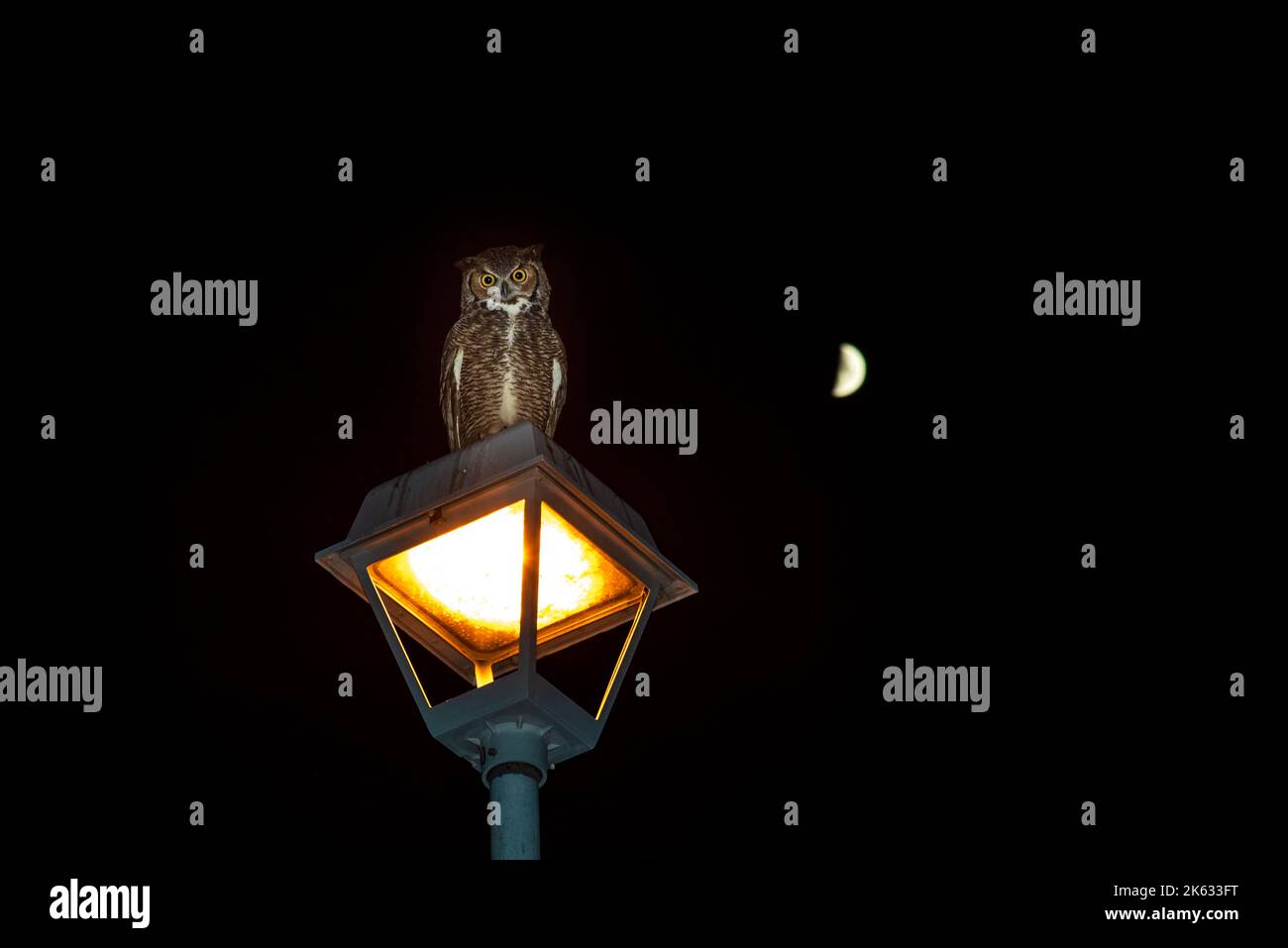Immagine notturna di un grande gufo corno, Bubo virginianus, appollaiato in cima ad un lampione a Sun City, Arizona, con una mezza luna sullo sfondo. Foto Stock