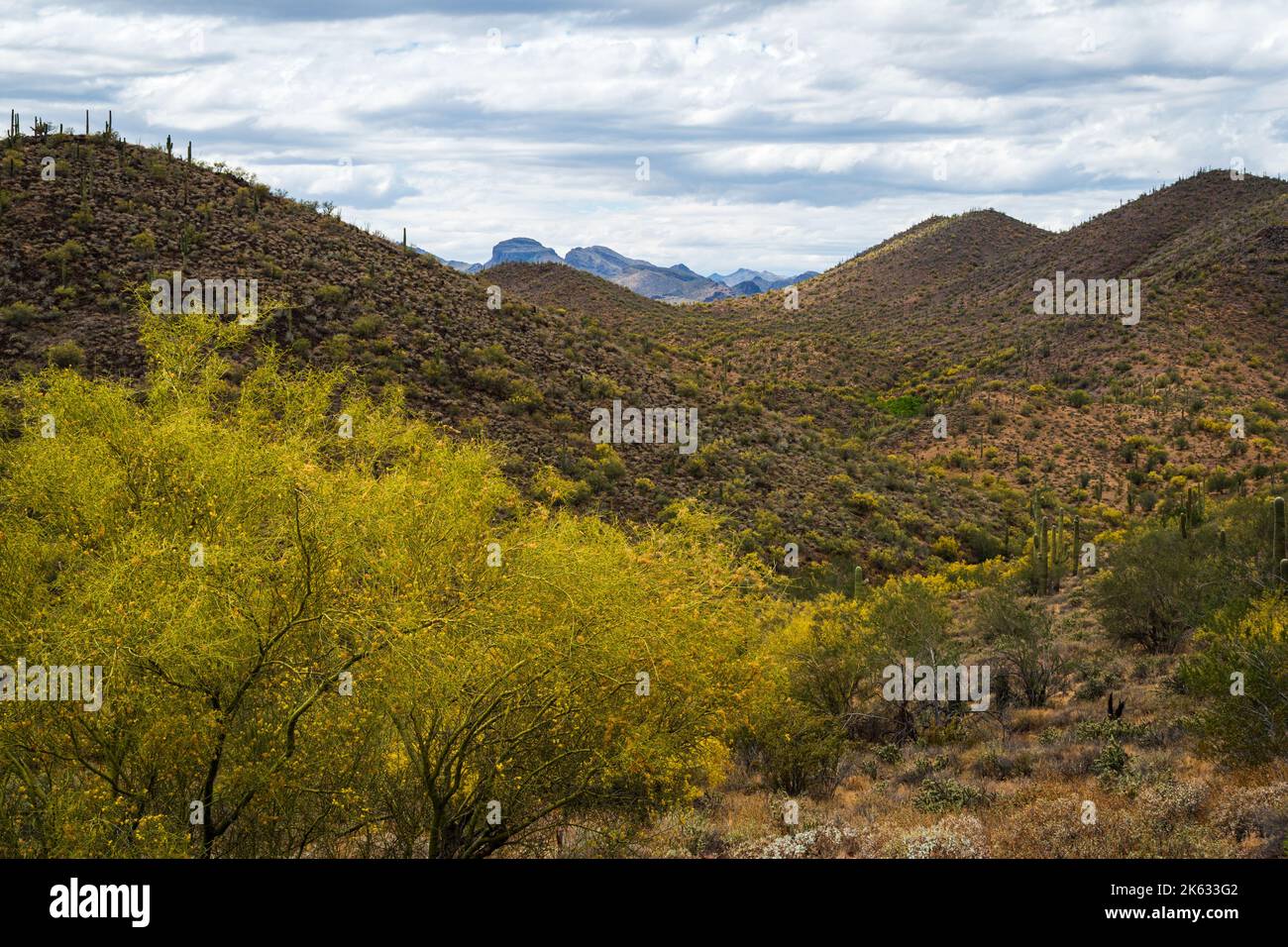 Vista panoramica delle montagne e dell'albero di Palo Verde in fiore in una giornata nuvolosa dal Pipeline Canyon Trail al Lake Pleasant Regional Park. Foto Stock