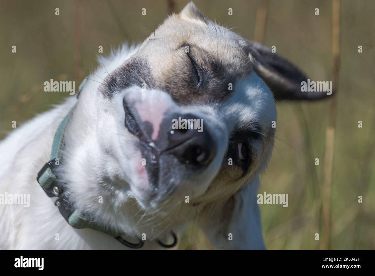 Un cane marrone e bianco che scuote la testa Foto Stock