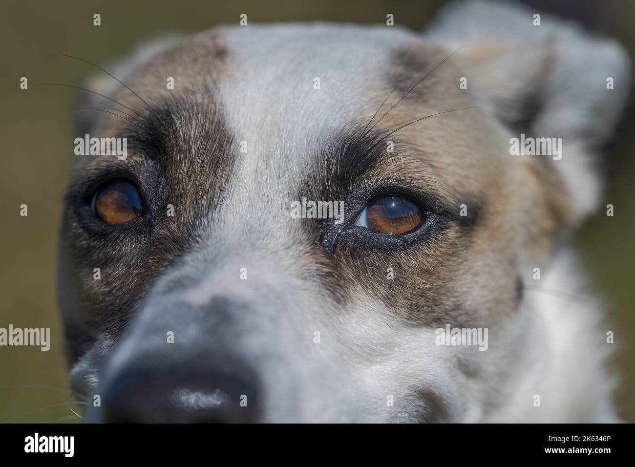 Faccia di un cane marrone e bianco che guarda la telecamera Foto Stock