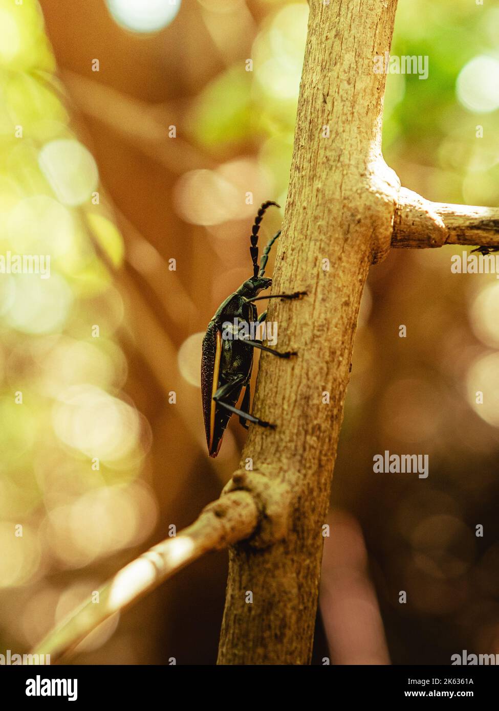 Bellissimo scarabeo nero lungo corno in piedi su un albero con verdi intorno nella Riserva Naturale da porto rico humacao. Tranquillo e piacevole plac Foto Stock