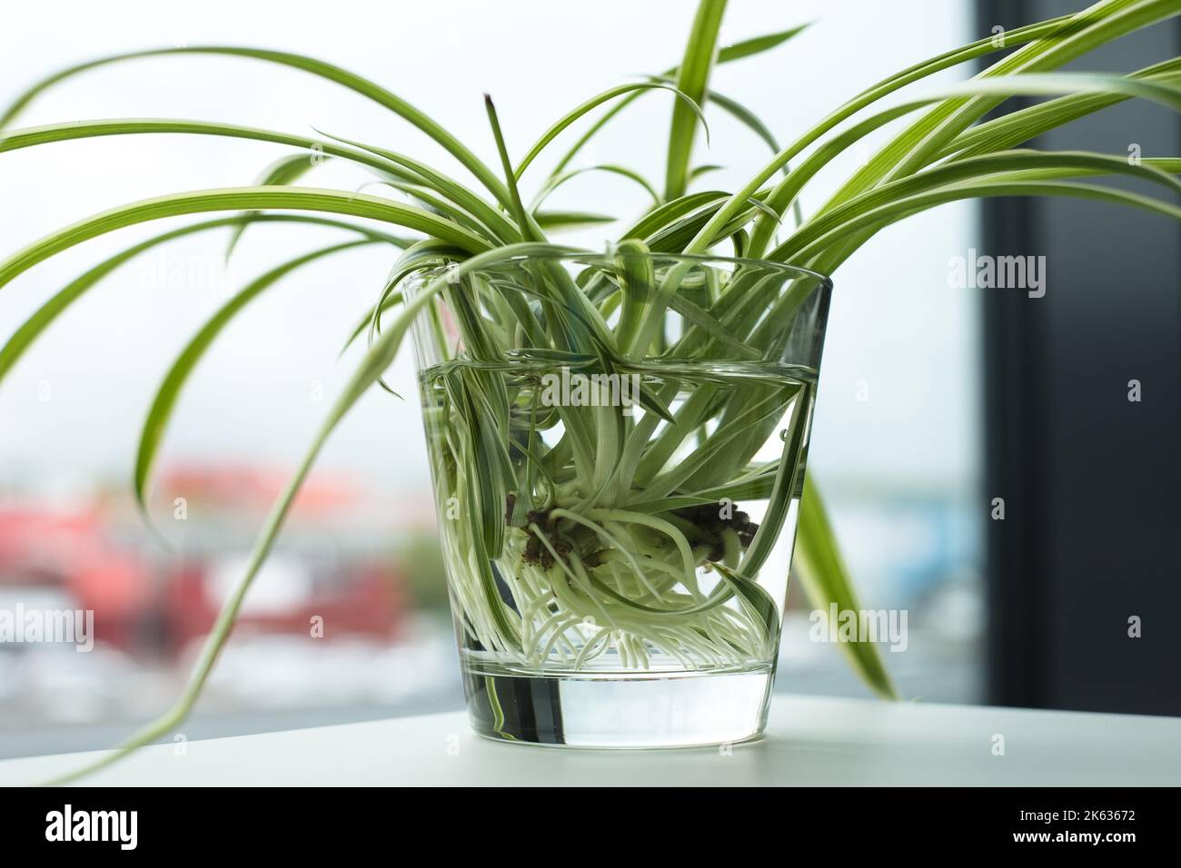 Piante di casa verdi radici crescenti in vetro di acqua. Pianta del ragno (Chlorophitum comosus) anche chiamata pianta del nastro, pianta dell'aeroplano. Foto Stock