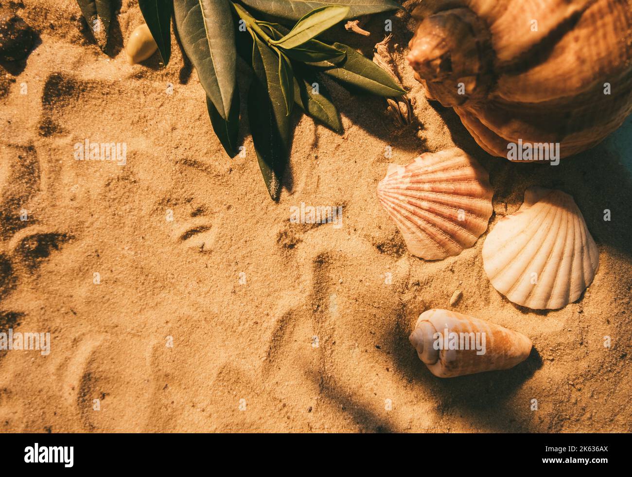 sfondo esotico estate viaggio sabbia conchiglia Foto Stock
