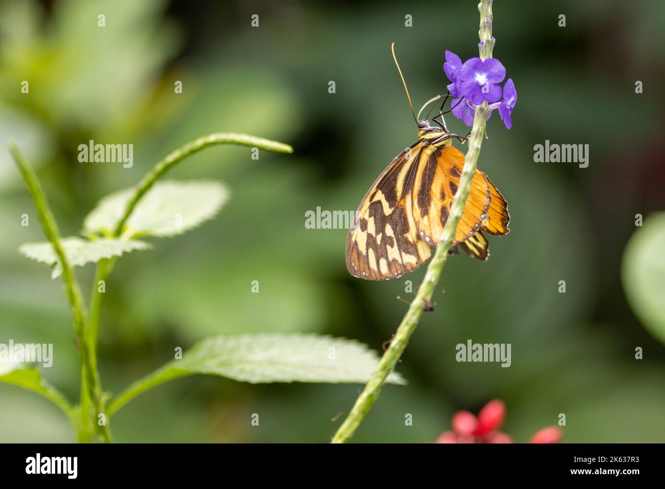 Una farfalla e un fiore viola. Farfalla fotografica di alta qualità da un fiore. Foto Stock