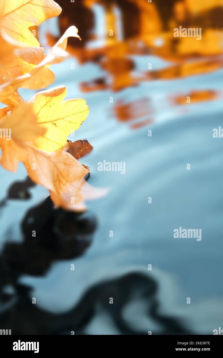 Foglie autunnali in acqua con ondulazione, copia-spazio. Sfondo verticale per le storie dei social media. Sfondo autunnale astratto, carta da parati in turchese Foto Stock