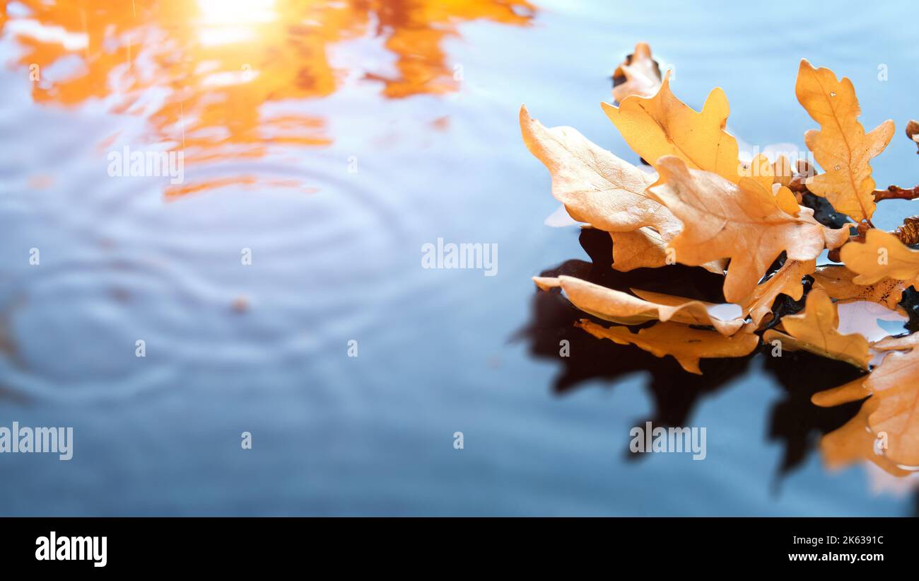 Foglie autunnali in acqua con ondulazione, copia-spazio. Sfondo autunnale astratto, sfondo blu, turchese, rosso e arancio. Foto Stock
